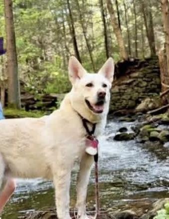 Kanga, ADOPTABLE, Senior Female German Shepherd Dog & Husky.