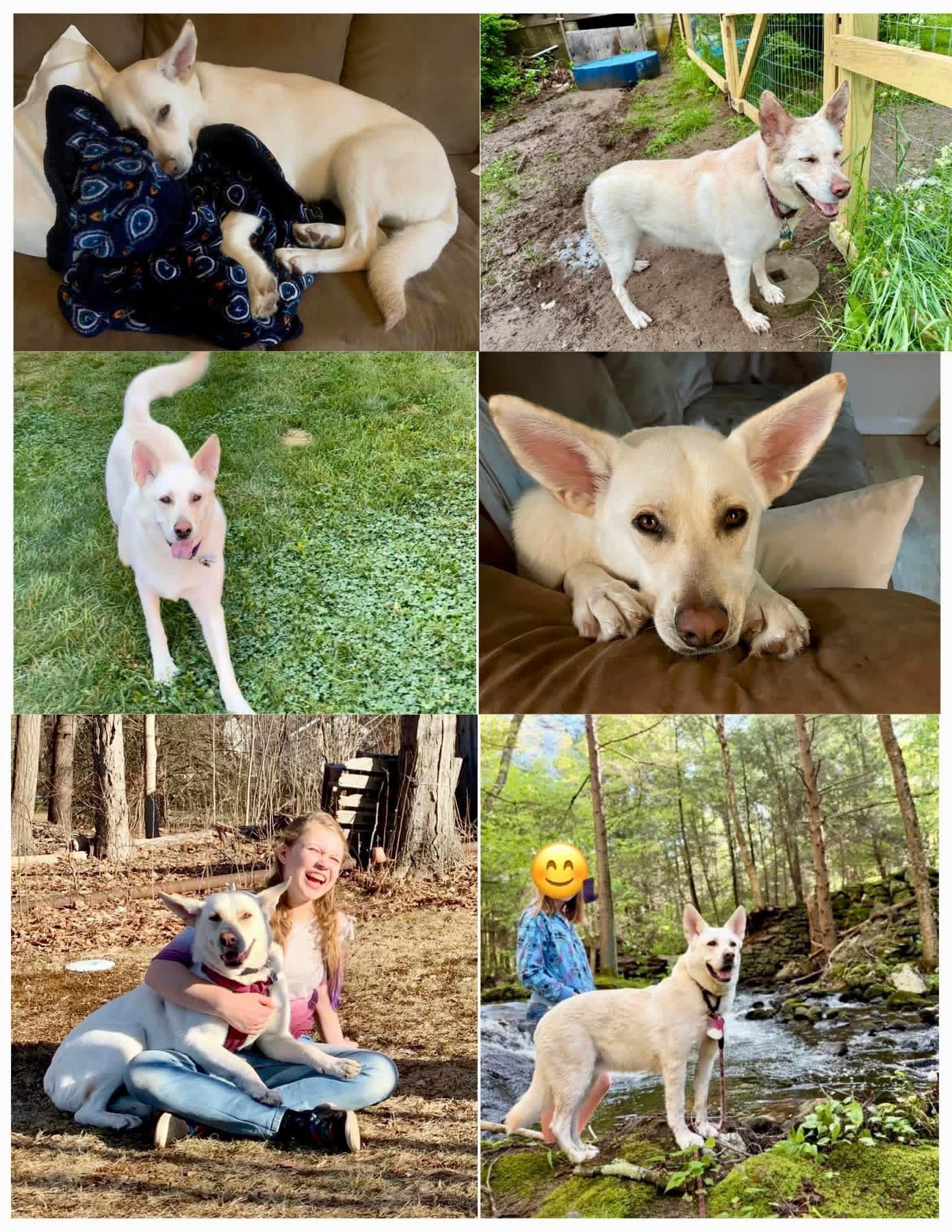 Enlarge Kanga, a ADOPTABLE mixed breed in East Haddam, CT image 2/2