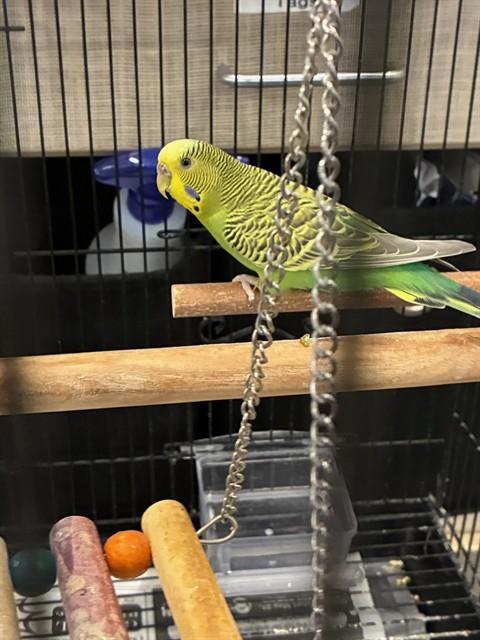 JADE, Adoptable, Young Male Parakeet (Other).