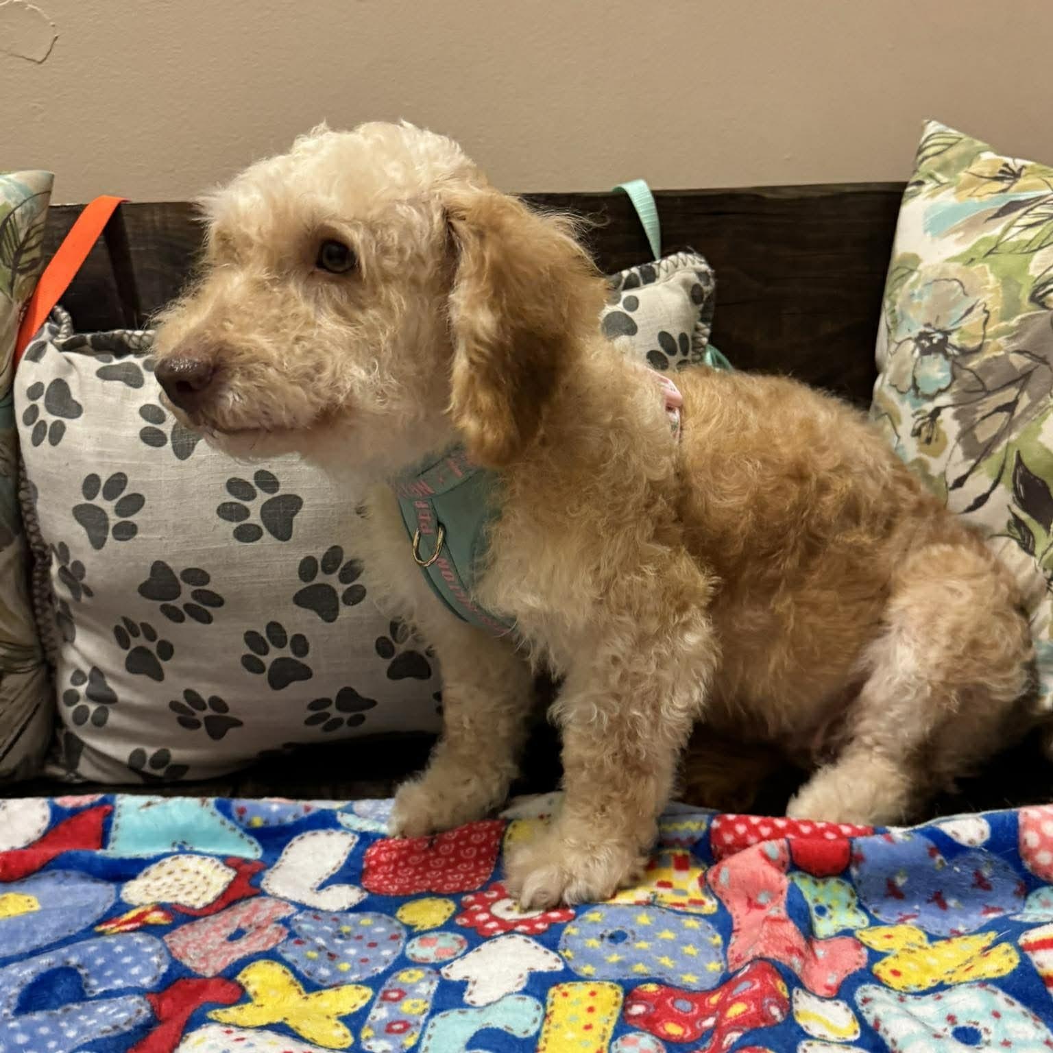 Enlarge DALLAS 2 yrs 22 lbs, an adopted mixed breed in Aliso Viejo, CA image 4/6