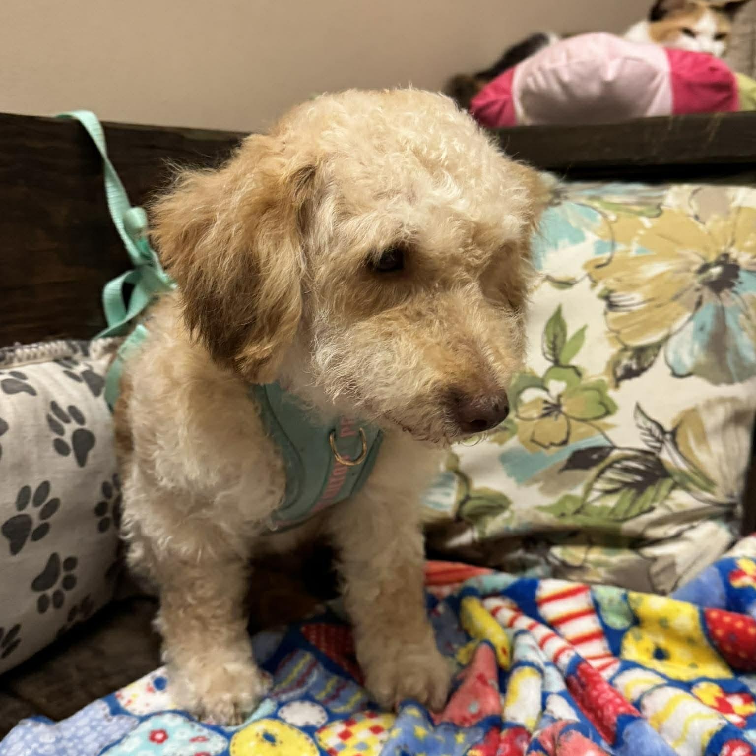 Enlarge DALLAS 2 yrs 22 lbs, an adopted mixed breed in Aliso Viejo, CA image 1/6