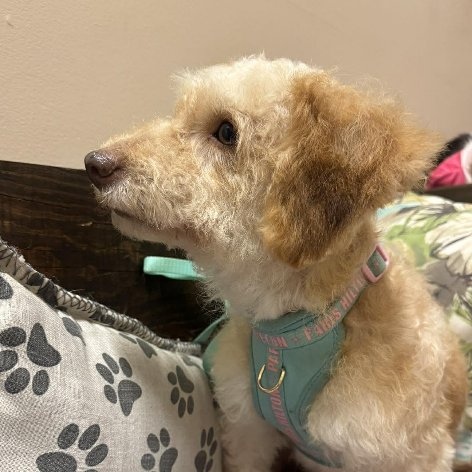 Enlarge DALLAS 2 yrs 22 lbs, an adopted mixed breed in Aliso Viejo, CA image 5/6