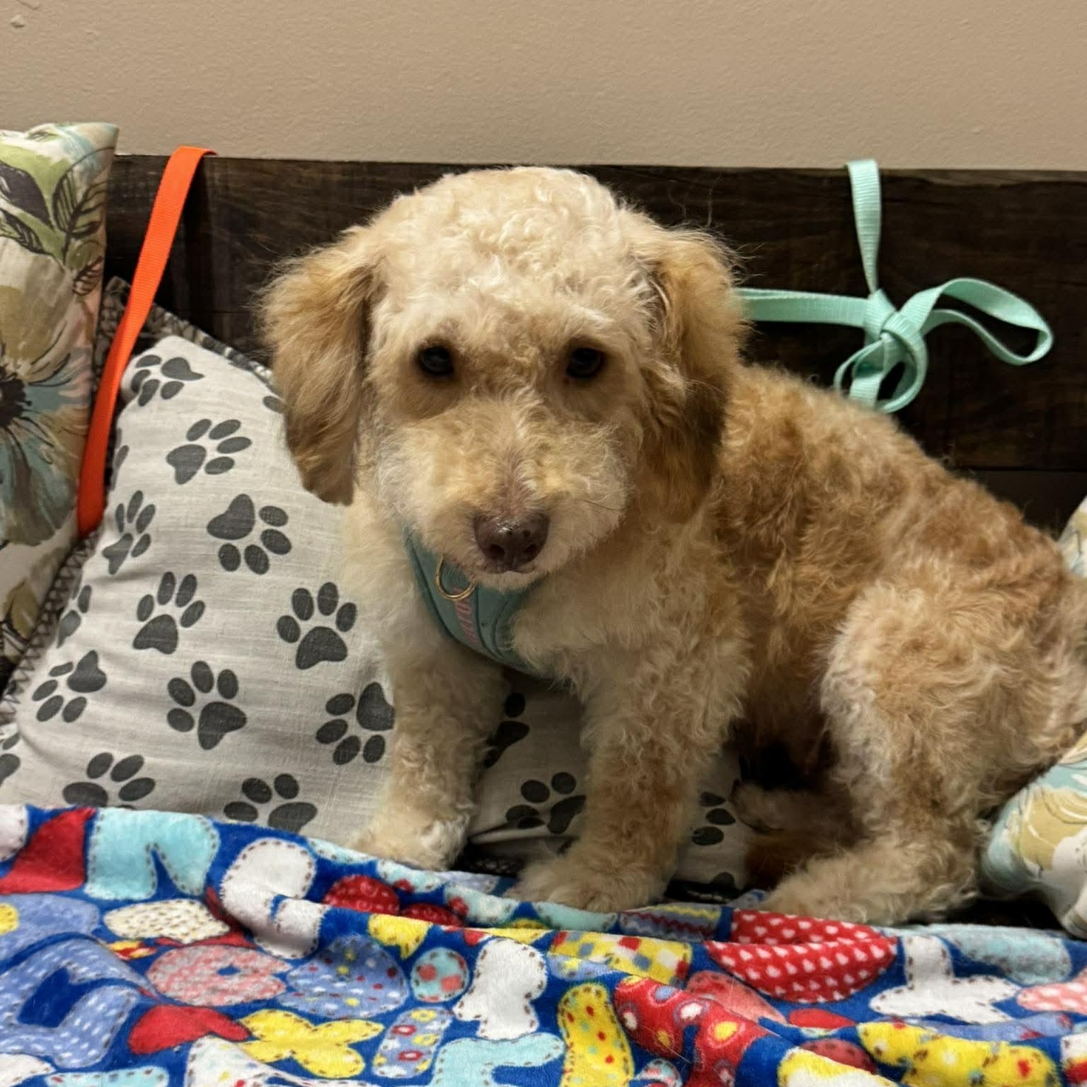 Enlarge DALLAS 2 yrs 22 lbs, an adopted mixed breed in Aliso Viejo, CA image 3/6