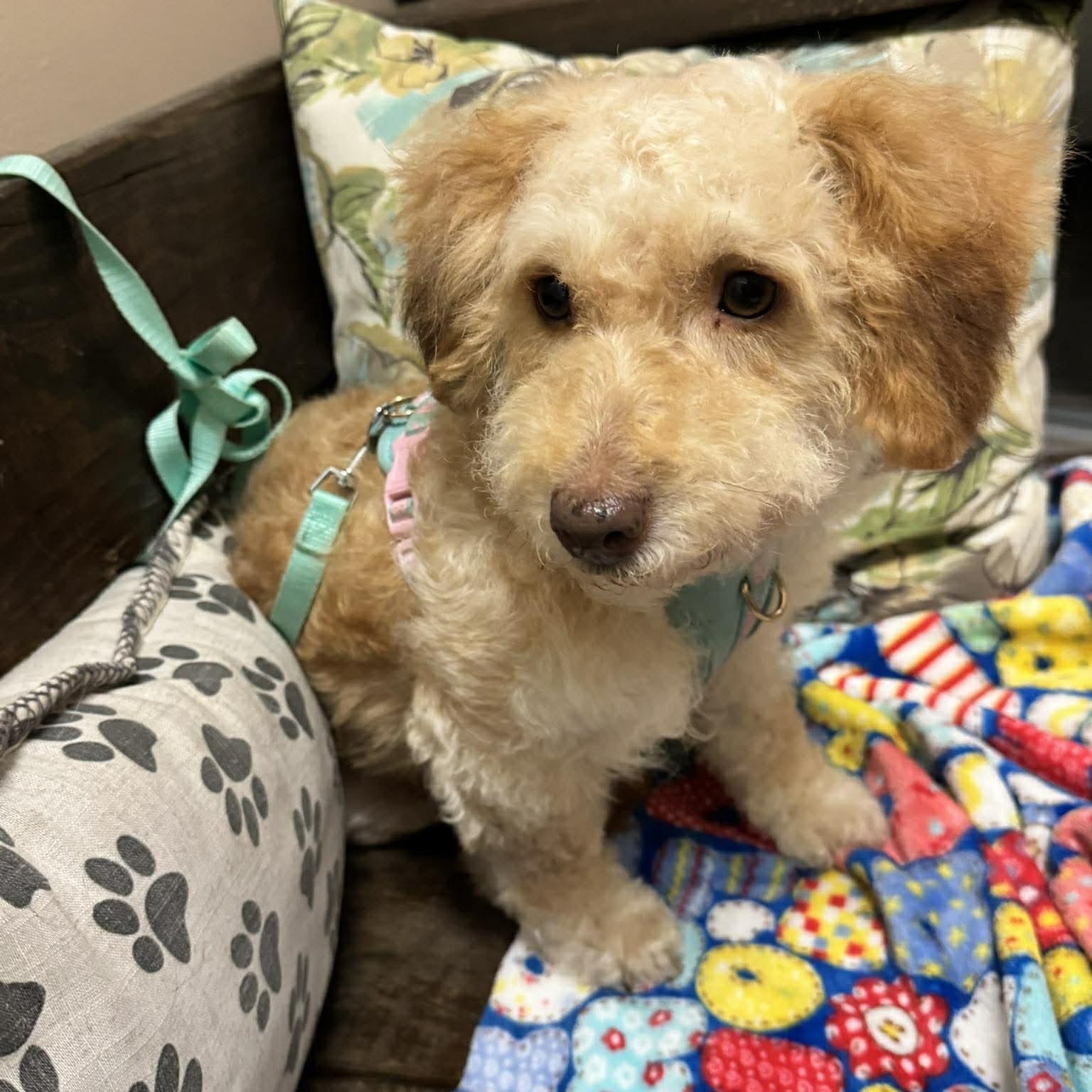 Enlarge DALLAS 2 yrs 22 lbs, an adopted mixed breed in Aliso Viejo, CA image 6/6