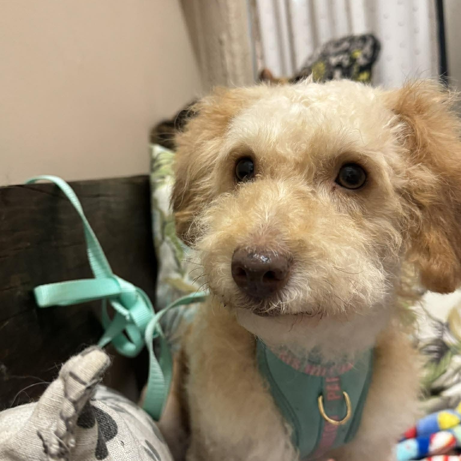 Enlarge DALLAS 2 yrs 22 lbs, an adopted mixed breed in Aliso Viejo, CA image 2/6