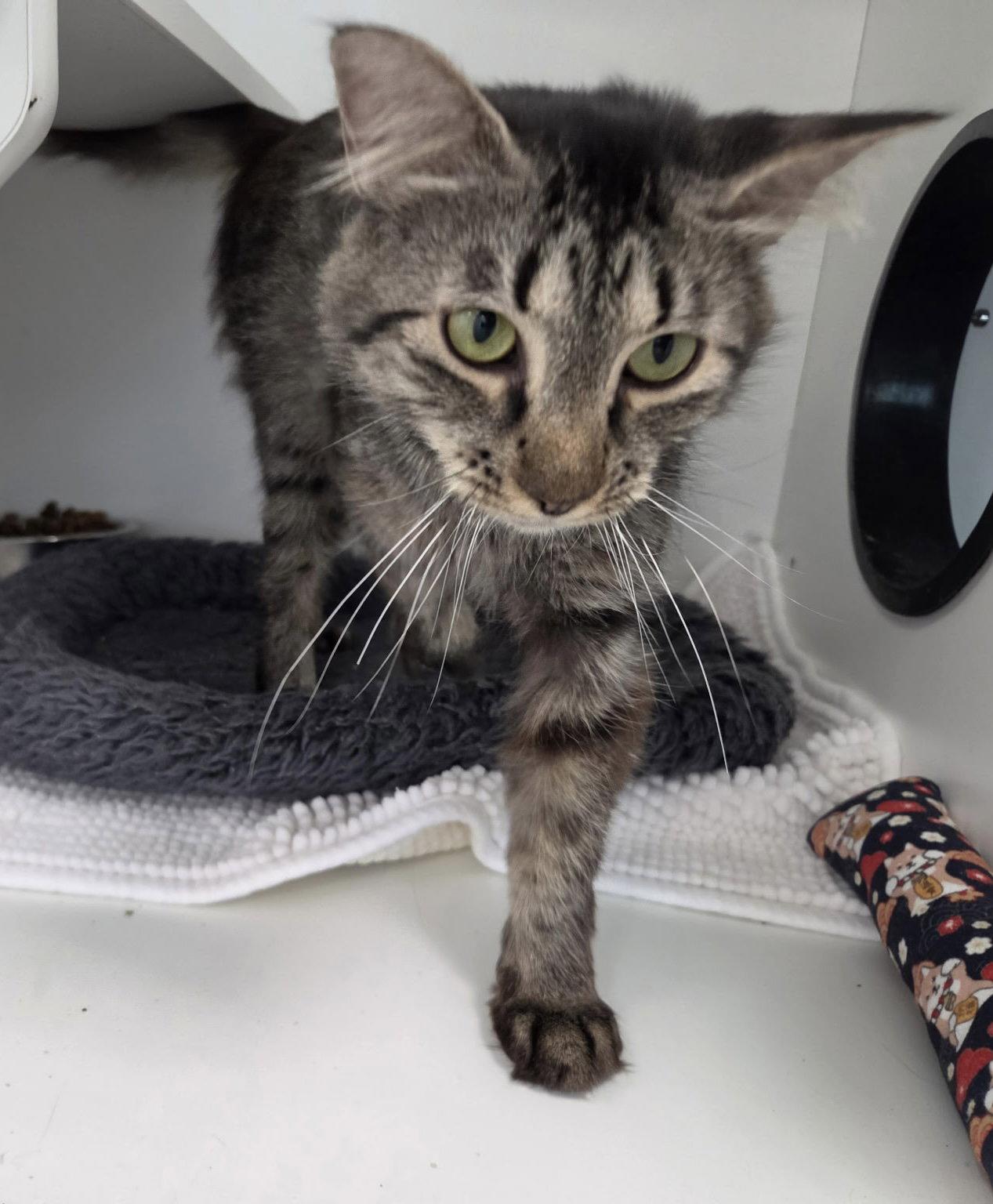 Bandcamp, Adoptable, Adult Female Domestic Medium Hair.