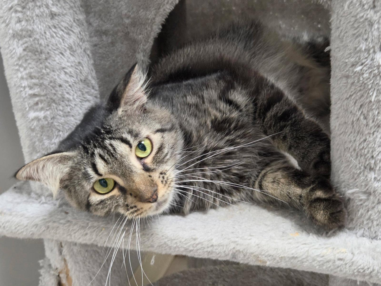 Bandcamp, a Adoptable Domestic Medium Hair in Satellite Beach, FL image 2/3