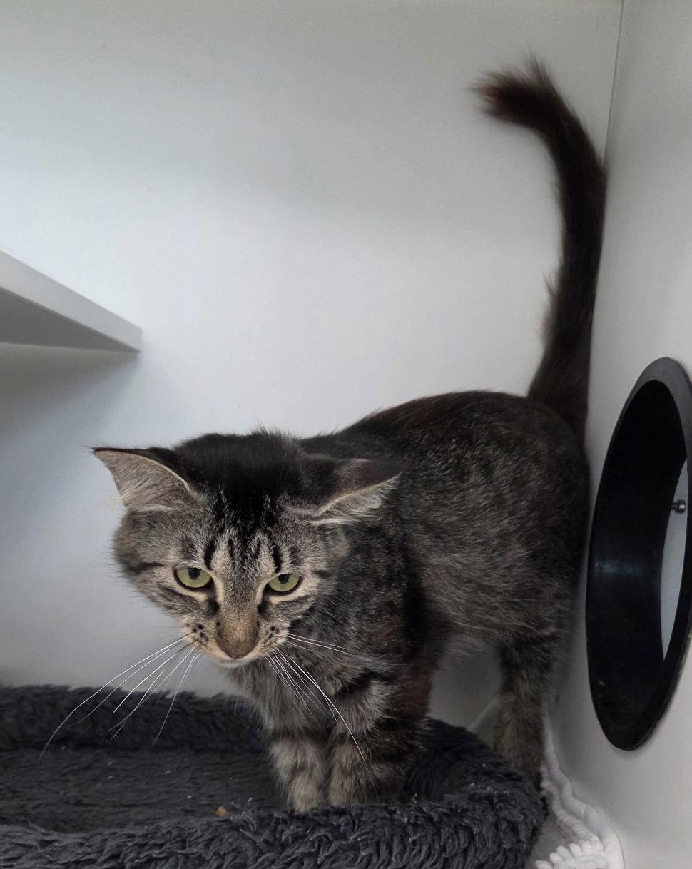 Bandcamp, a Adoptable Domestic Medium Hair in Satellite Beach, FL image 3/3