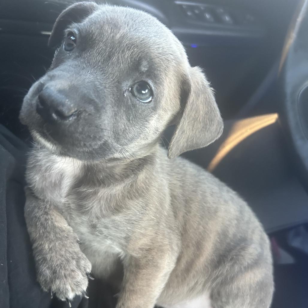 Posey — thumbnail 2