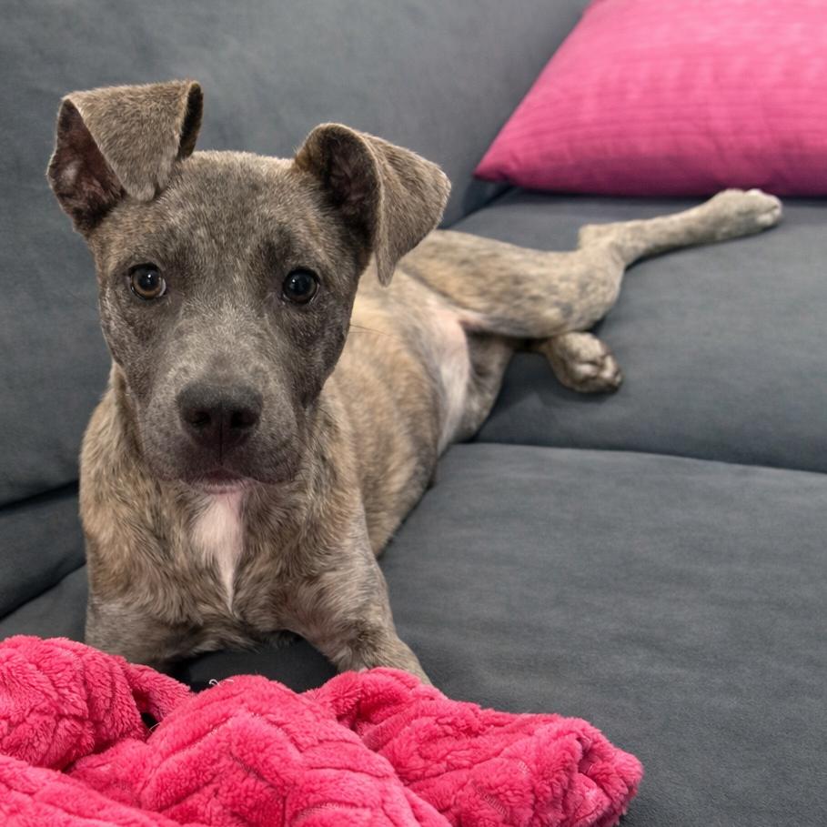 Posey — thumbnail 4