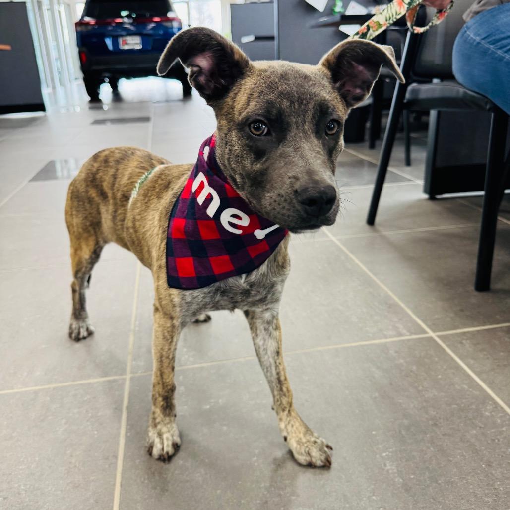 Posey — thumbnail 5