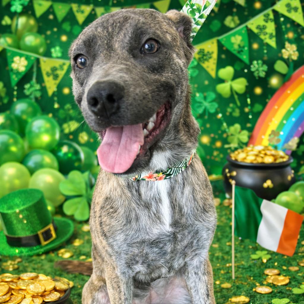 Posey — thumbnail 6