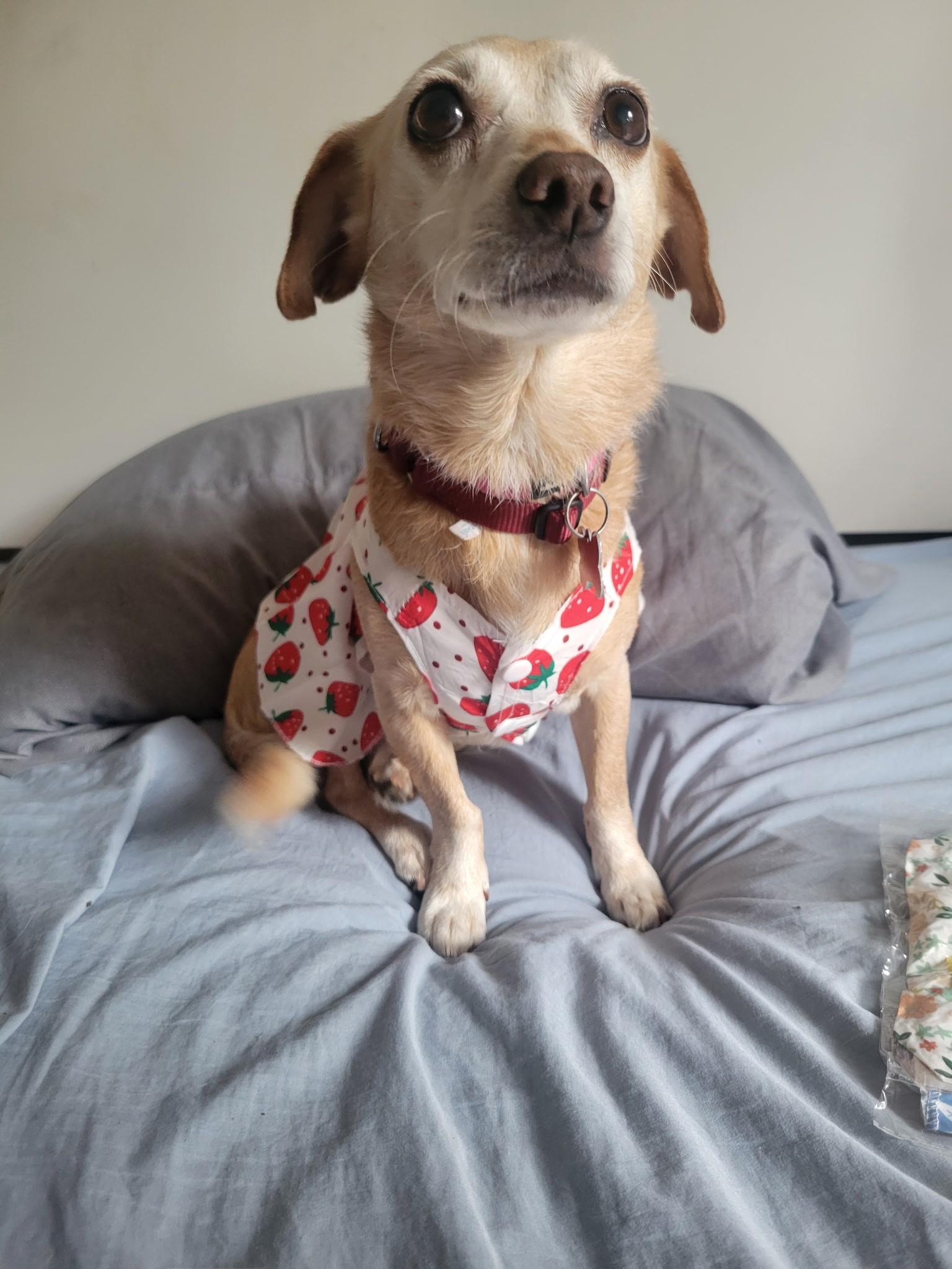 Enlarge  Cherokee, a Adoptable mixed breed in Covington, WA image 5/6