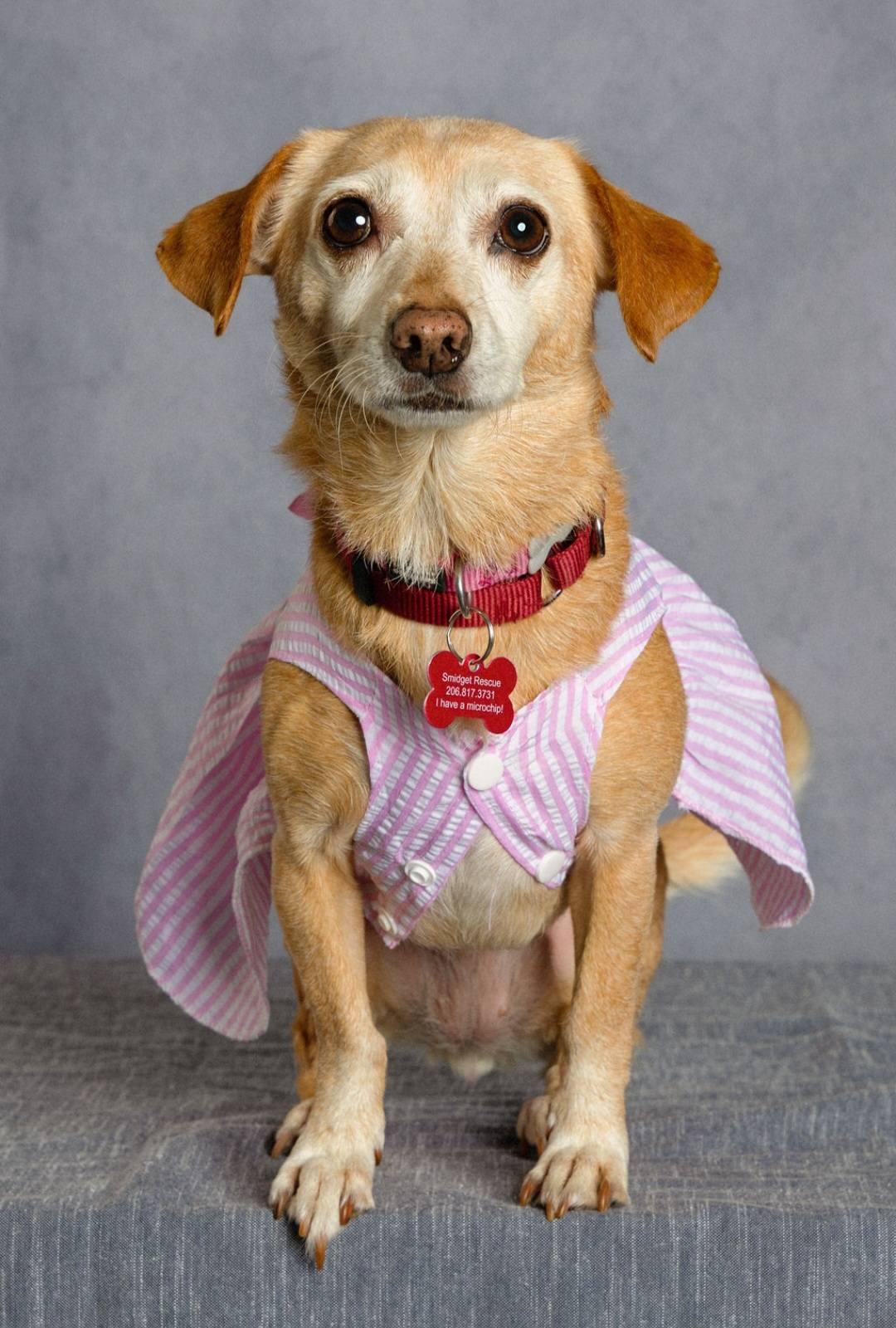  Cherokee, Adoptable, Senior Female Chiweenie & Chihuahua.