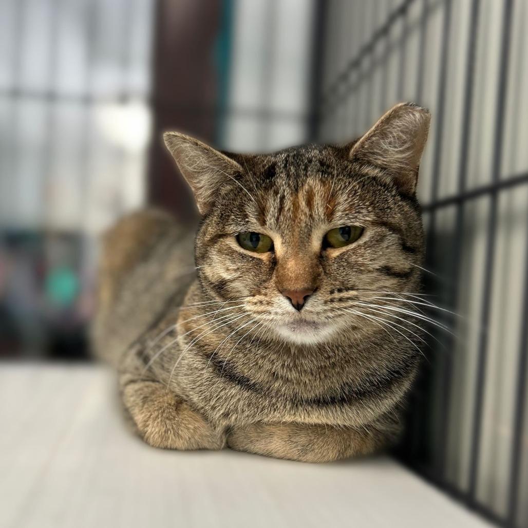 Be Responsible!, a Adoptable Domestic Short Hair in Davenport, IA image 1/6