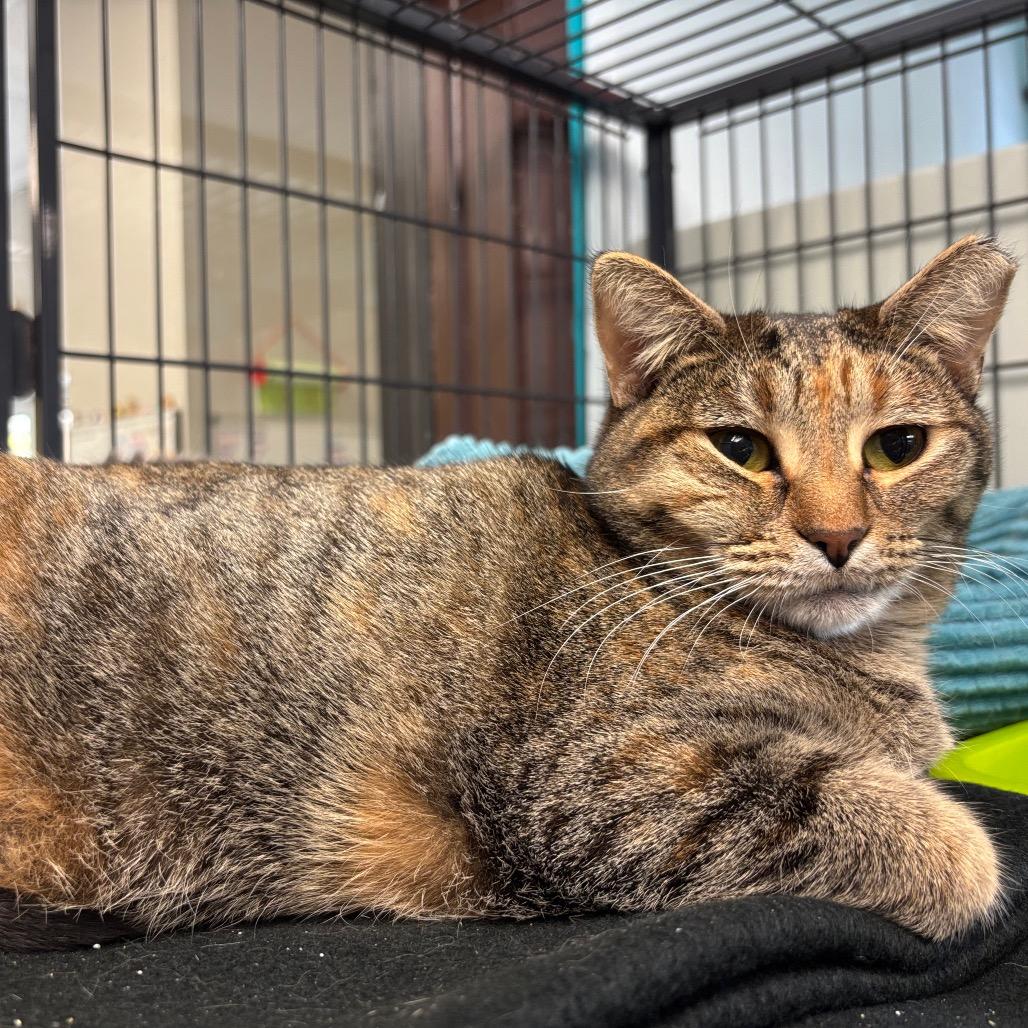 Be Responsible!, a Adoptable Domestic Short Hair in Davenport, IA image 3/6
