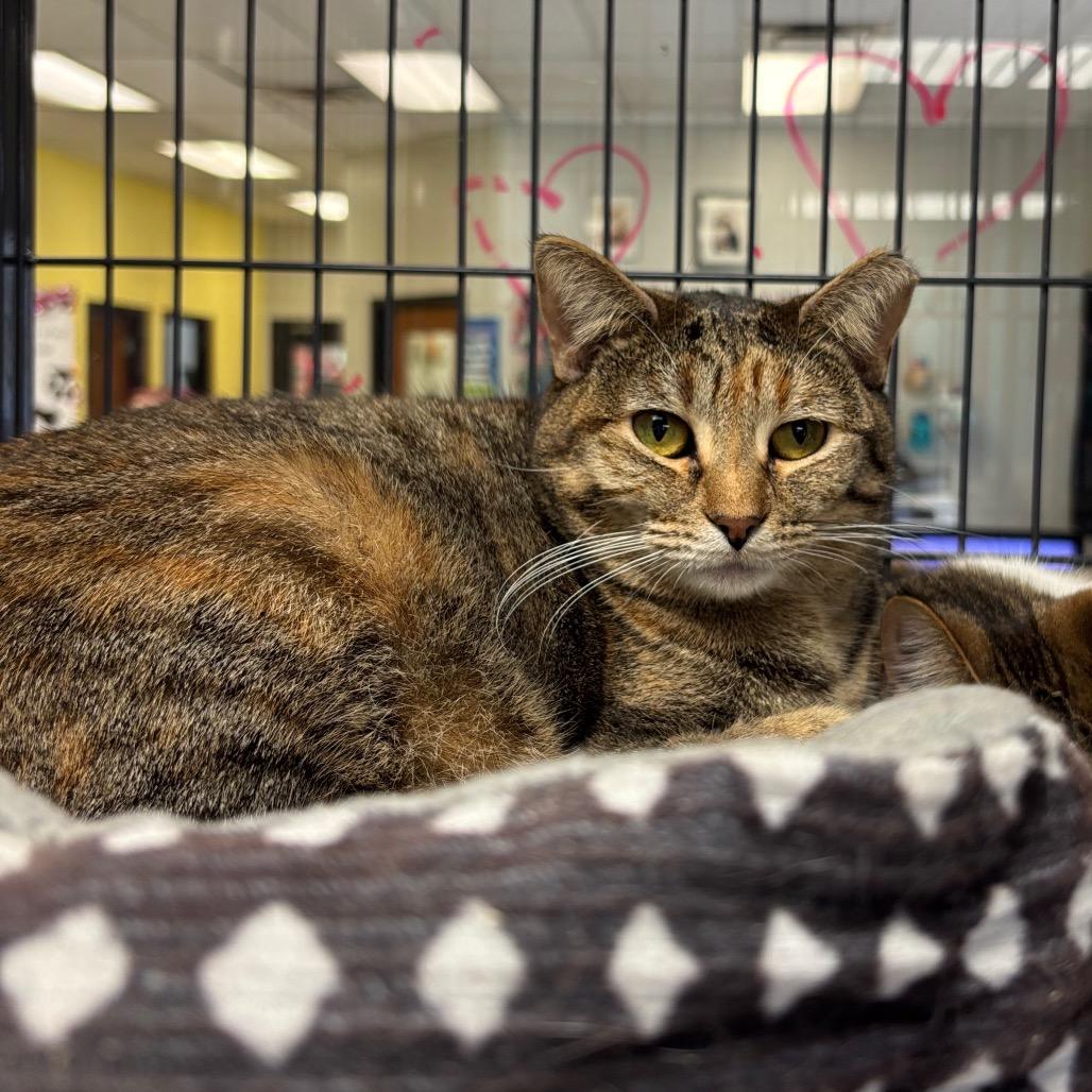 Be Responsible!, a Adoptable Domestic Short Hair in Davenport, IA image 5/6