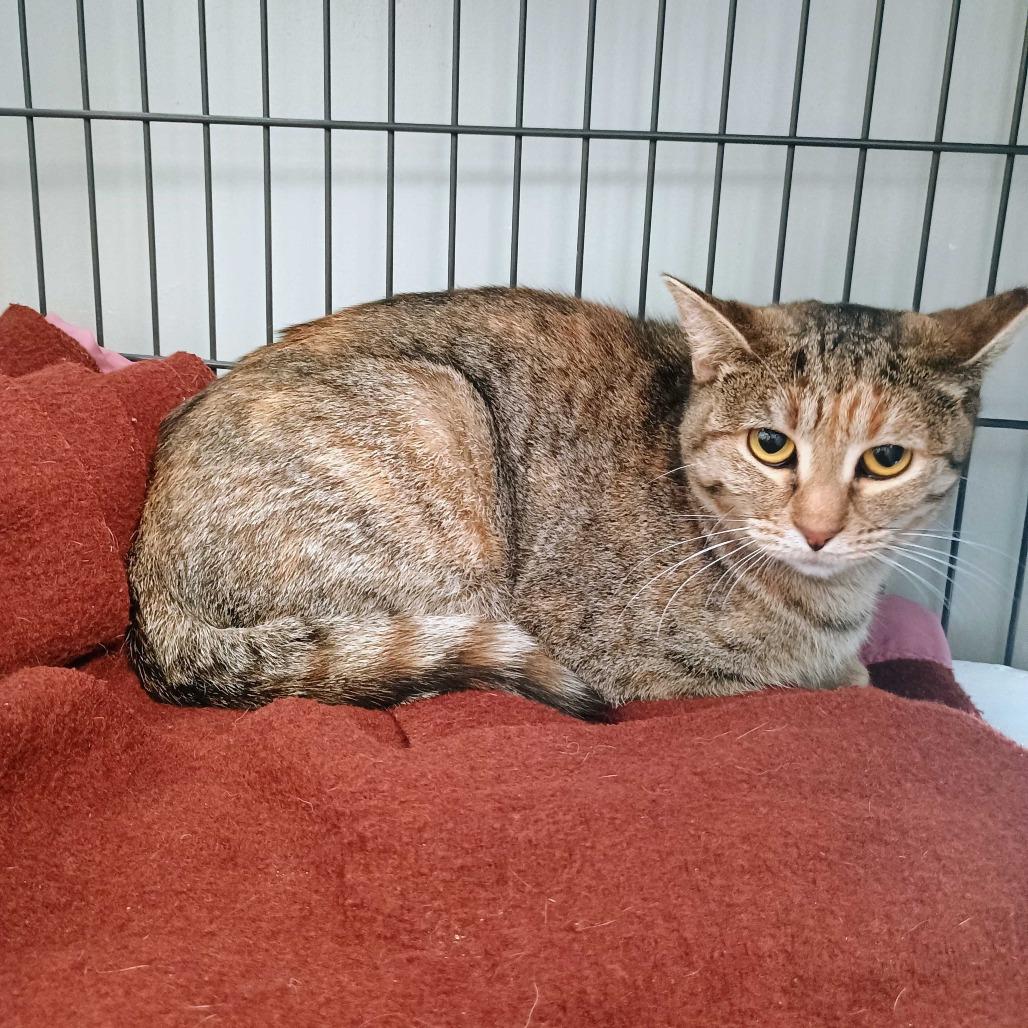 Be Responsible!, a Adoptable Domestic Short Hair in Davenport, IA image 6/6