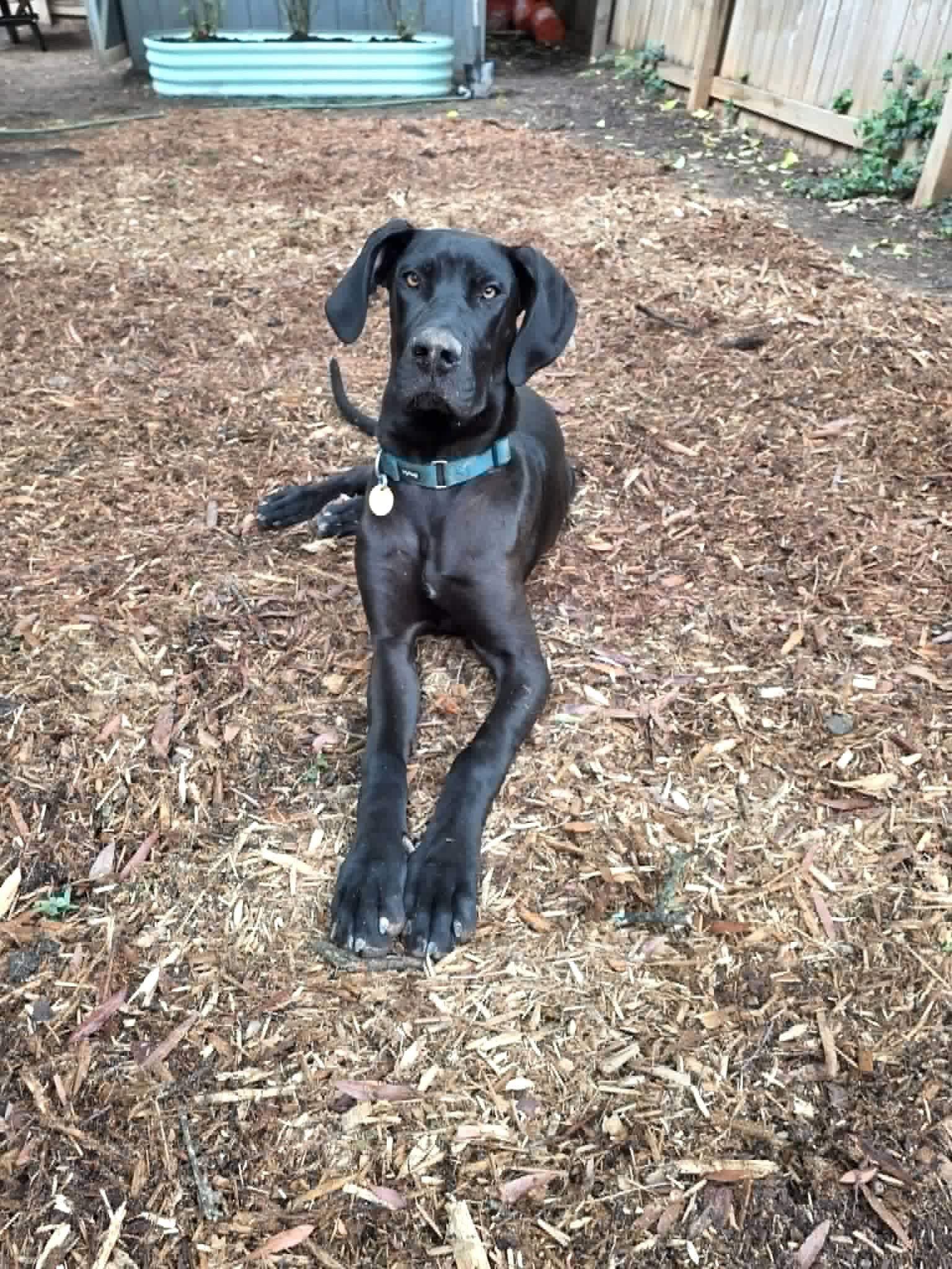 Gertie, Adoptable, Puppy Female Great Dane.
