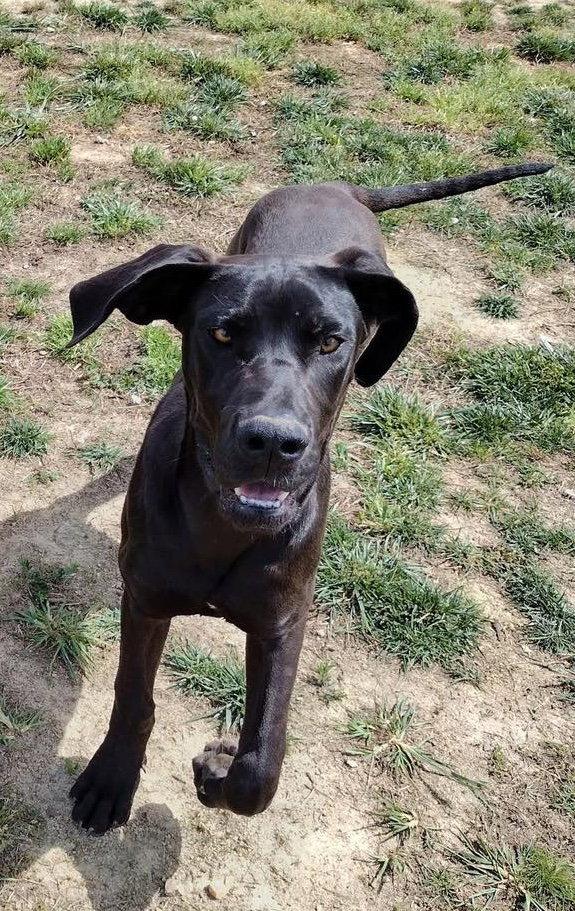 Gertie, a Adoptable Great Dane in Iron Station, NC image 2/3