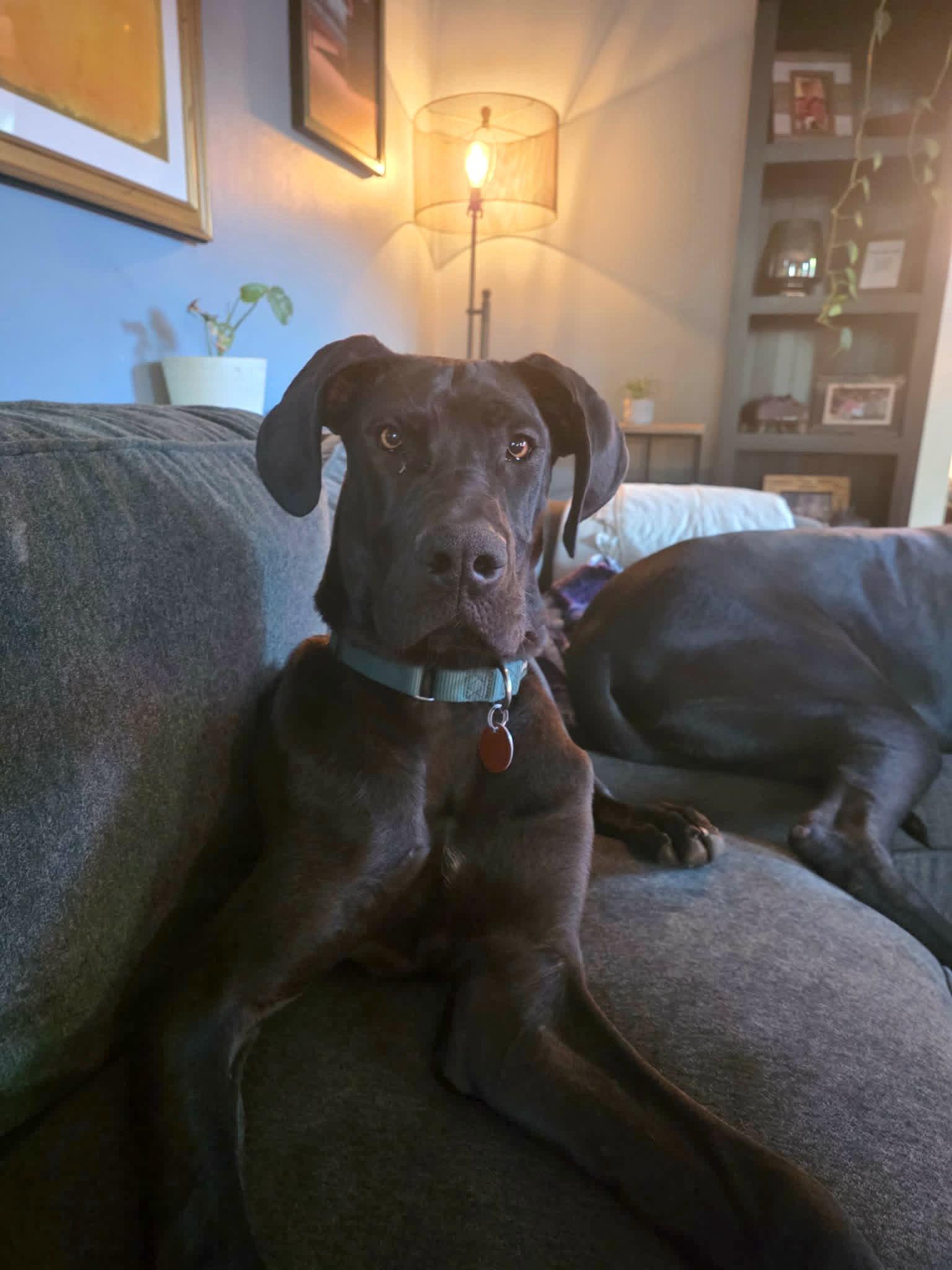 Gertie, a Adoptable Great Dane in Iron Station, NC image 3/3
