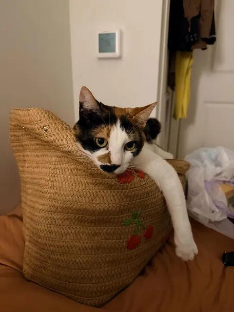Muffin, an adopted Calico in Bayonne, NJ image 4/5