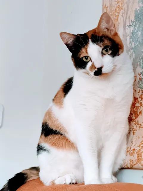 Muffin, adopted, Adult Female Calico.