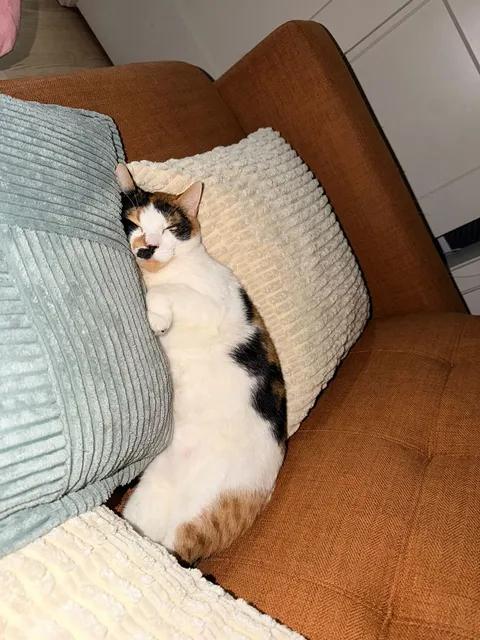 Muffin, an adopted Calico in Bayonne, NJ image 2/5