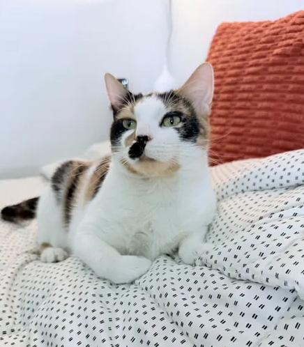 Muffin, an adopted Calico in Bayonne, NJ image 3/5