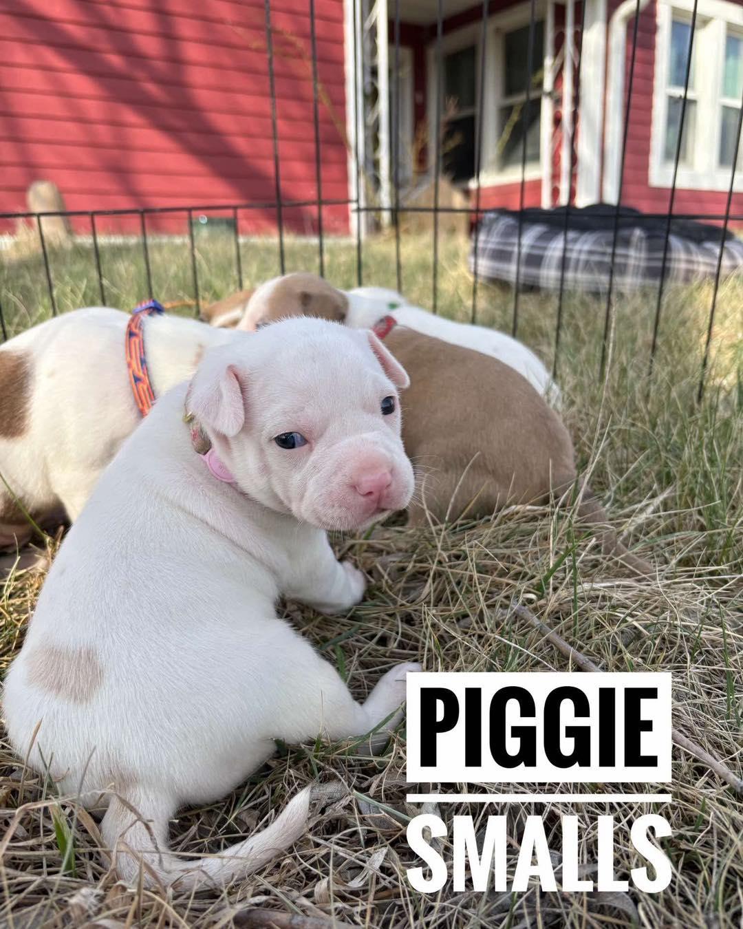 Enlarge Piggie Smalls, an adopted Mixed Breed in Manhattan, KS image 3/4