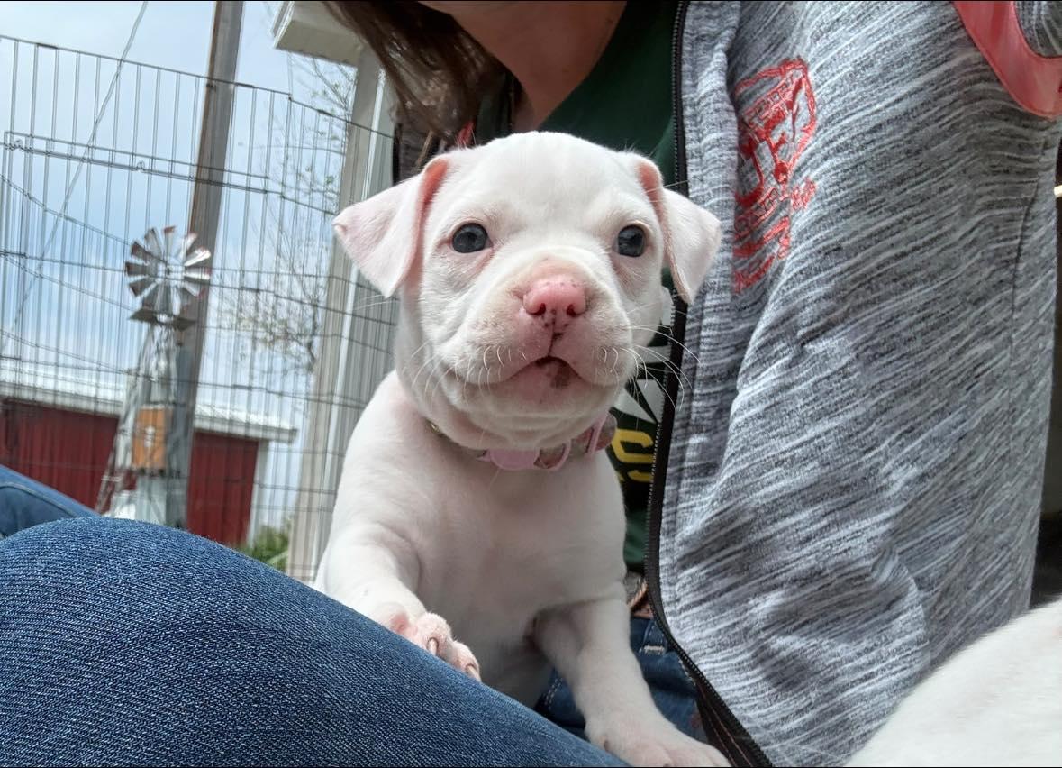 Enlarge Piggie Smalls, an adopted Mixed Breed in Manhattan, KS image 2/4