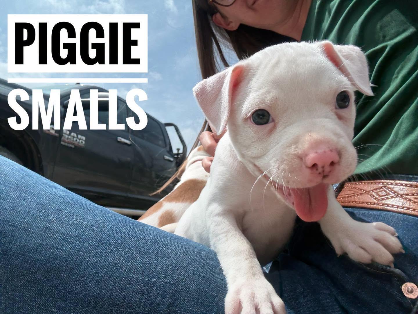 Piggie Smalls, adopted, Puppy Female Mixed Breed.