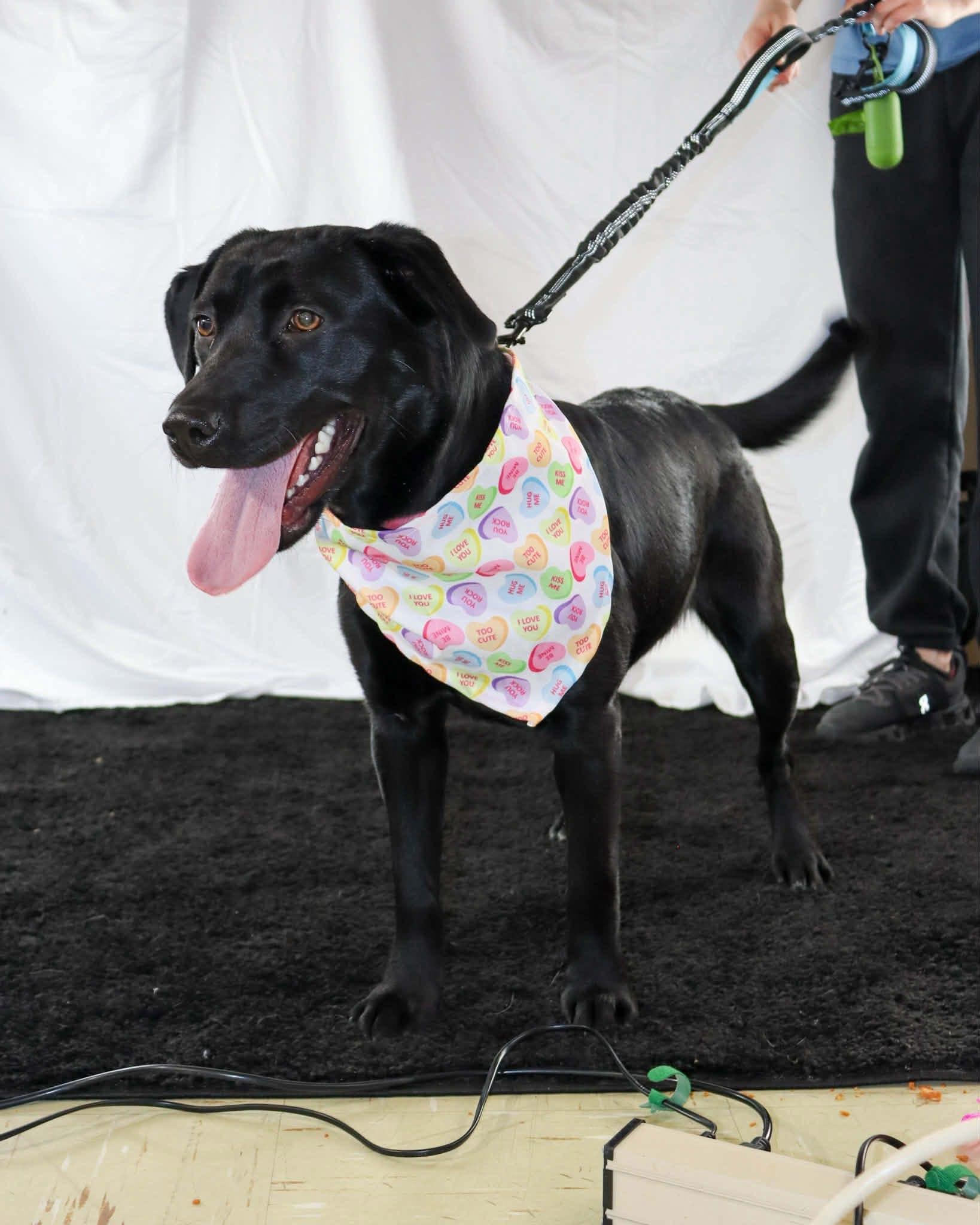 Enlarge Samantha, a ADOPTABLE mixed breed in Elkton, MD image 4/5