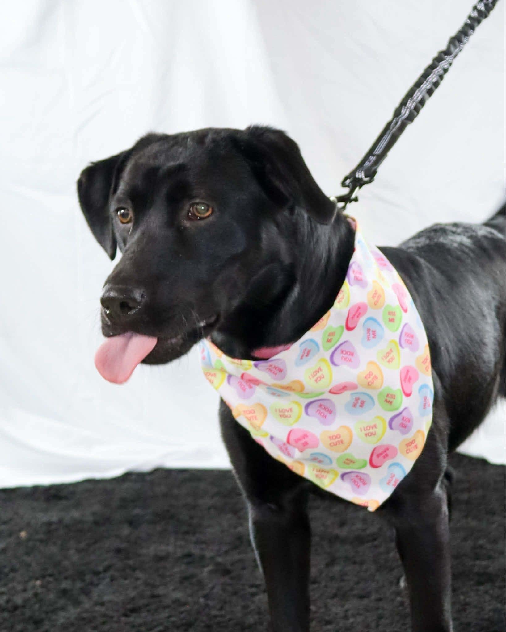 Enlarge Samantha, a ADOPTABLE mixed breed in Elkton, MD image 5/5