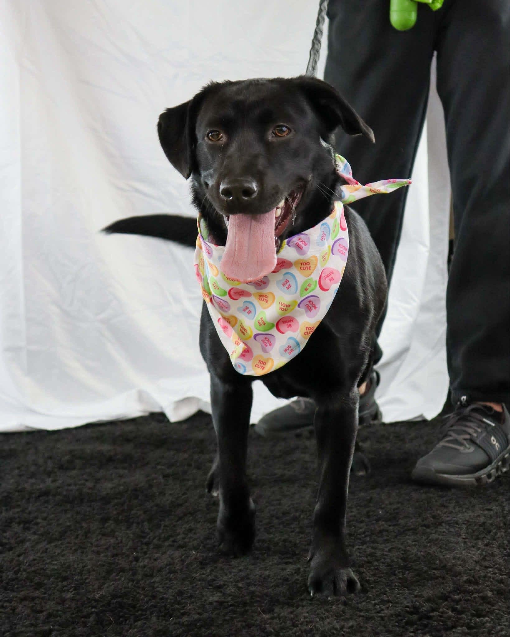 Enlarge Samantha, a ADOPTABLE mixed breed in Elkton, MD image 2/5