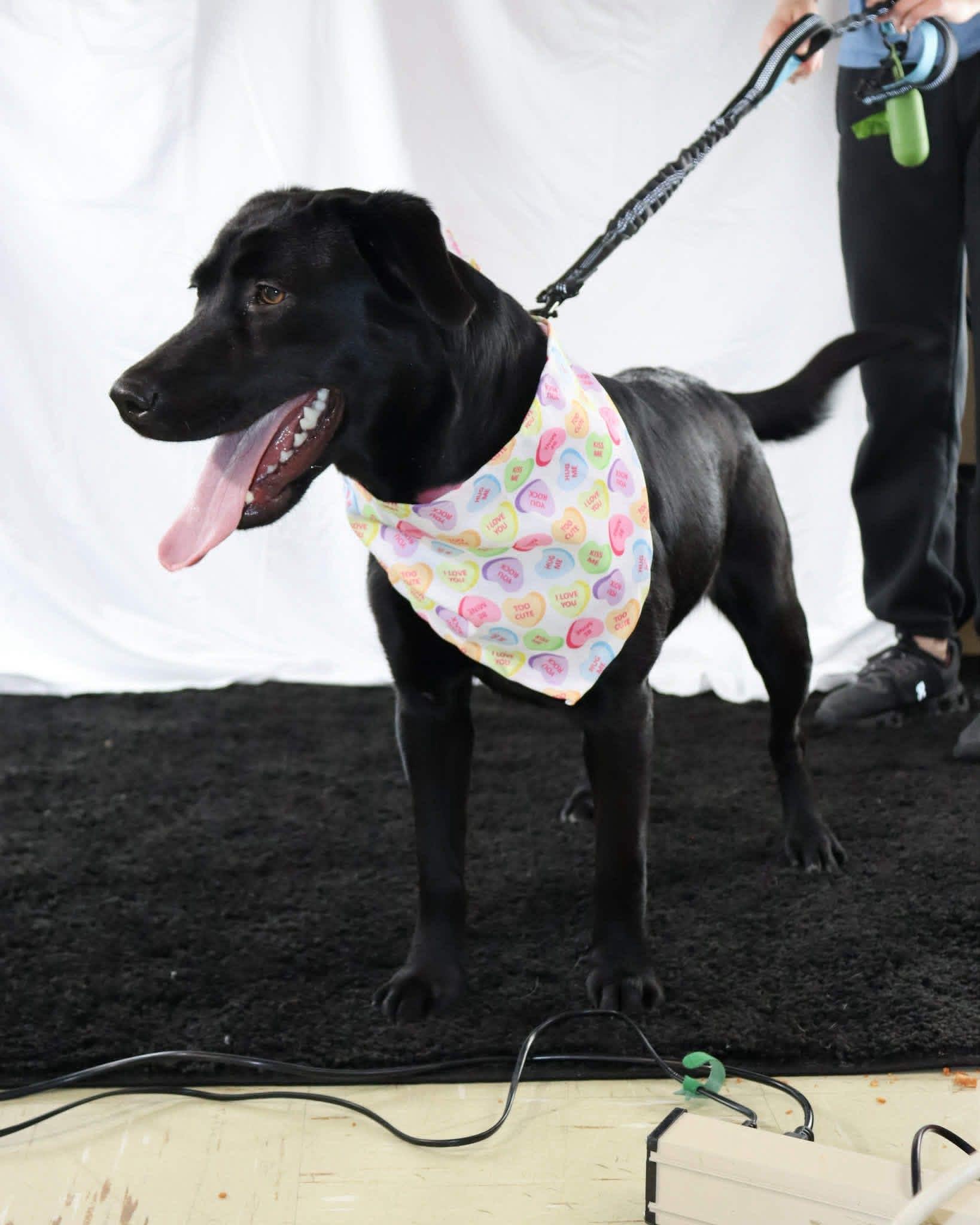 Enlarge Samantha, a ADOPTABLE mixed breed in Elkton, MD image 3/5