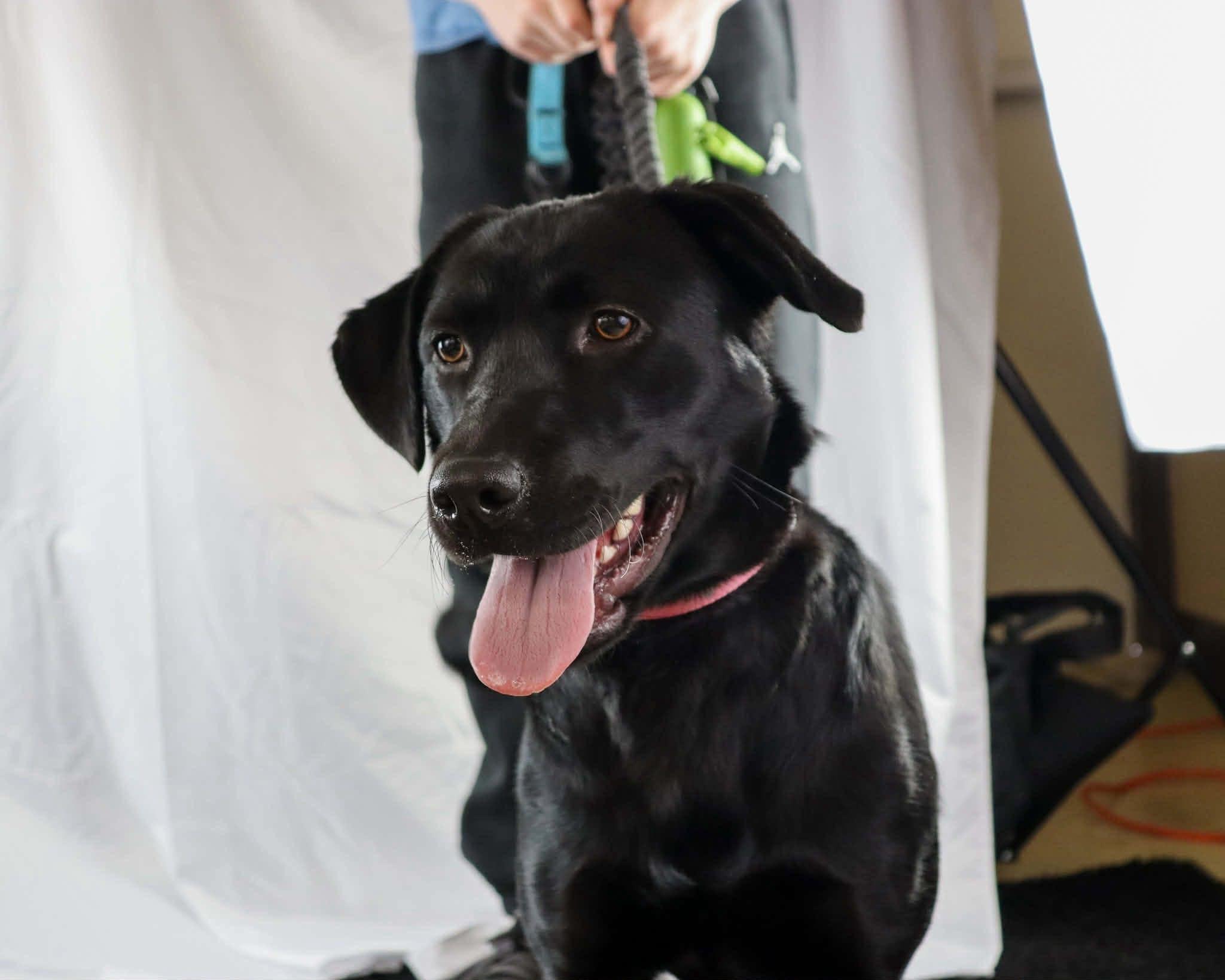Samantha, ADOPTABLE, Adult Female Labrador Retriever.