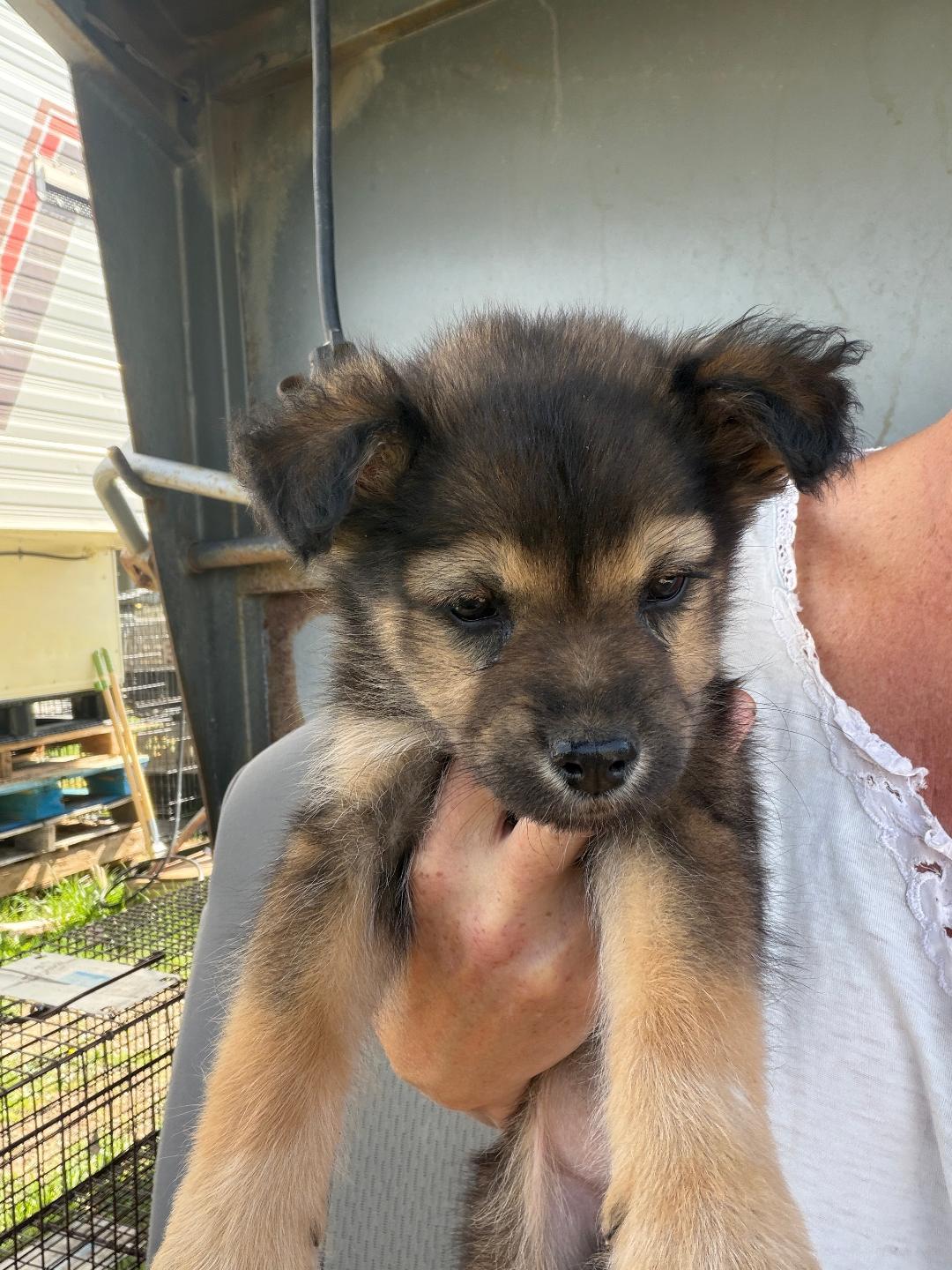 Sun, Adoptable, Puppy Female Mixed Breed.