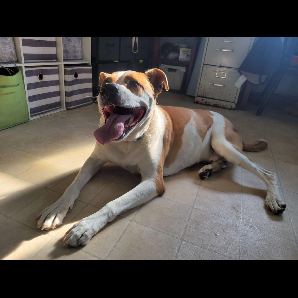 Jett, a Adoptable Mixed Breed in Hohenwald, TN image 2/3