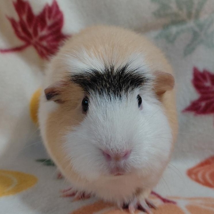 Arista, adopted, Adult Female Guinea Pig.
