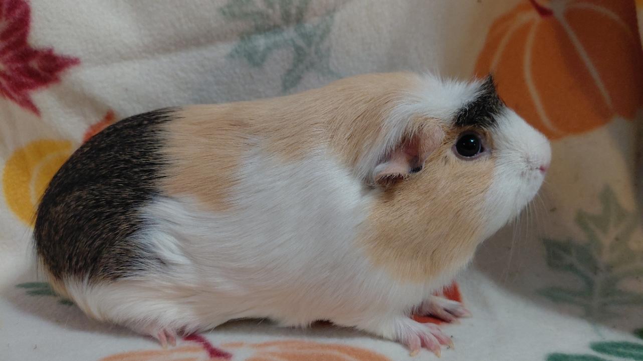 Enlarge Arista, an adopted Guinea Pig in Cincinnati, OH image 3/3