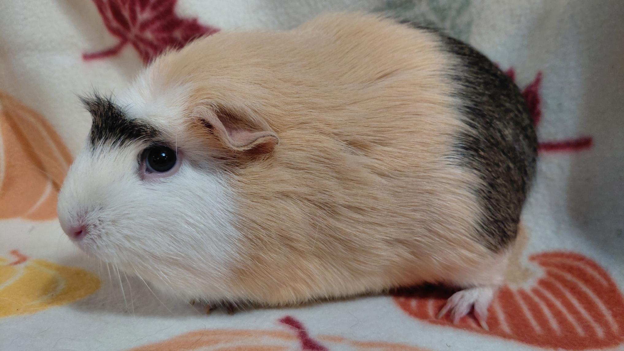 Enlarge Arista, an adopted Guinea Pig in Cincinnati, OH image 2/3