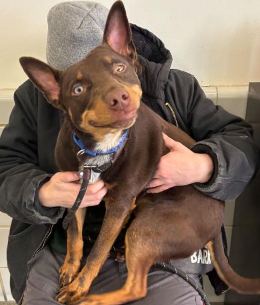 Enlarge Pedro Francisco, a ADOPTABLE mixed breed in Palatine, IL image 1/1