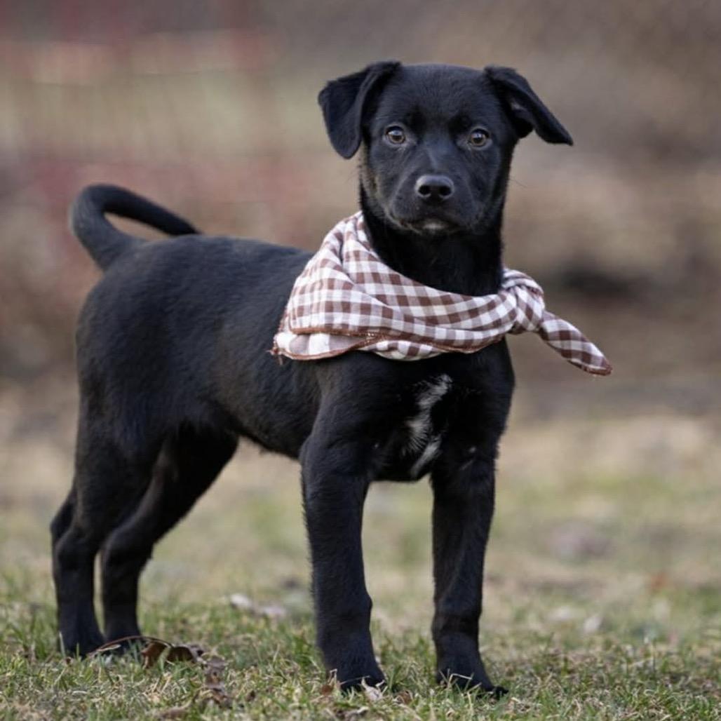 Wander, a Adoptable Mixed Breed in Monticello, MN image 1/6