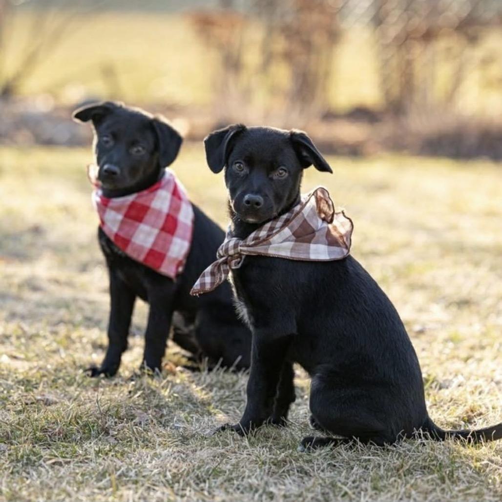 Wander, a Adoptable Mixed Breed in Monticello, MN image 2/6