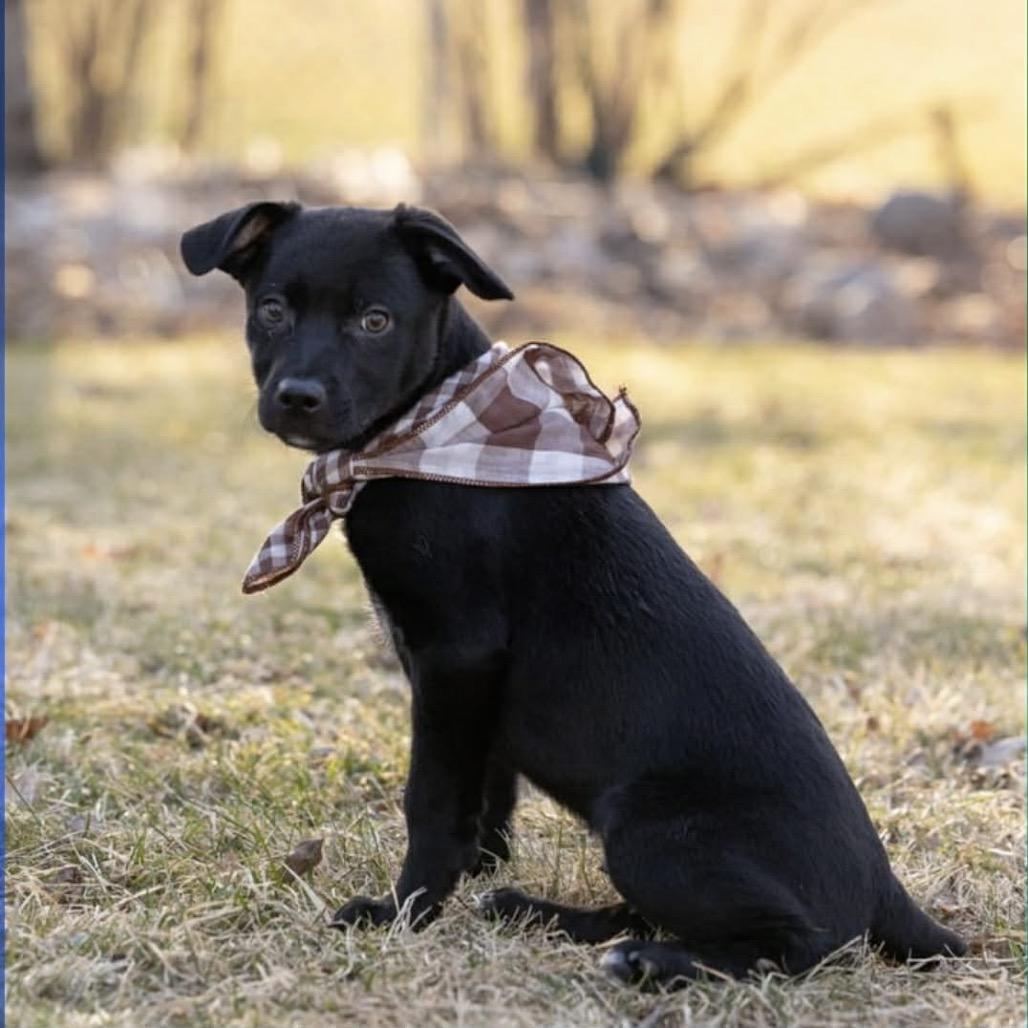 Wander, a Adoptable Mixed Breed in Monticello, MN image 3/6