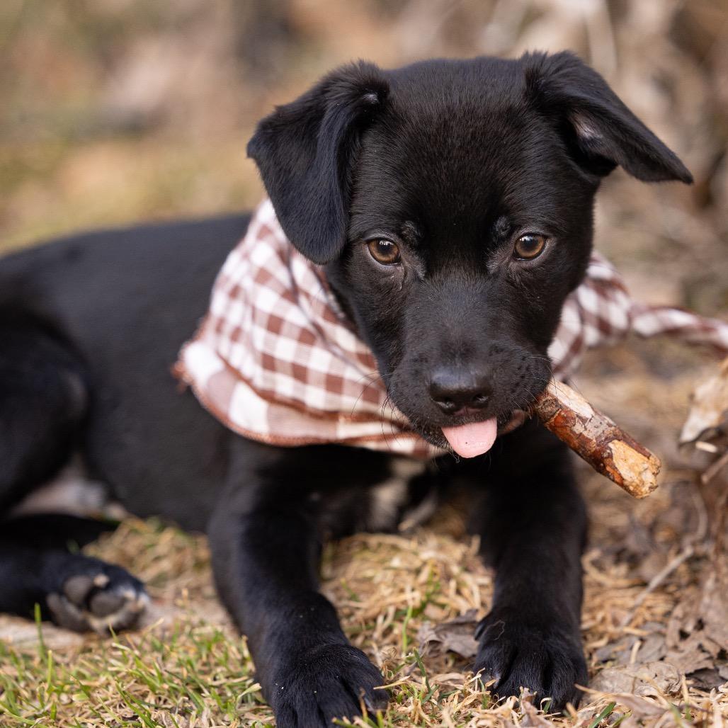 Wander, a Adoptable Mixed Breed in Monticello, MN image 4/6
