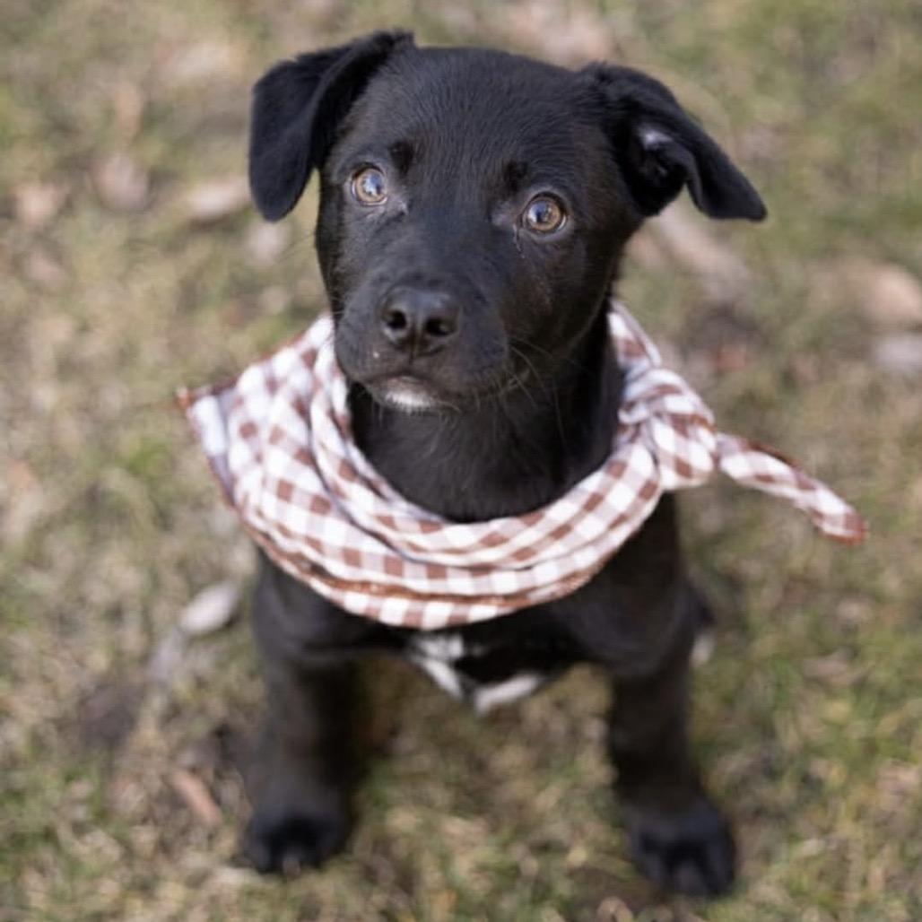 Wander, a Adoptable Mixed Breed in Monticello, MN image 5/6