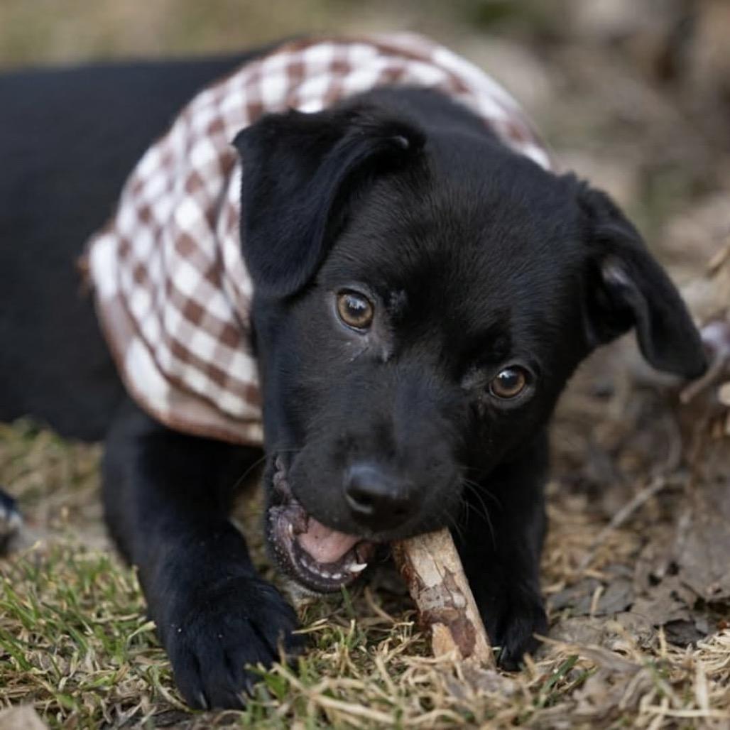 Wander, a Adoptable Mixed Breed in Monticello, MN image 6/6