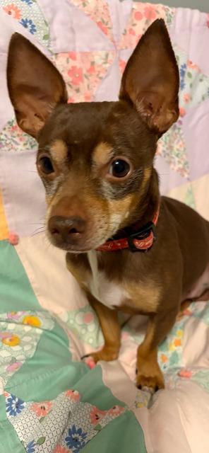 Cooper, Adoptable, Adult Male Miniature Pinscher.